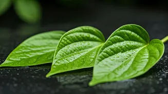 7 Health Benefits of Betel Leaves: A Natural Remedy?