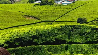 Coonoor Brings Tea Gardens and Toy-Train Views Without Ooty's Rush