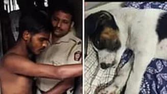Mumbai Horror: 2.5-Month-Old Puppy Sexually Assaulted & Beaten In Malad, Accused Arrested; Video