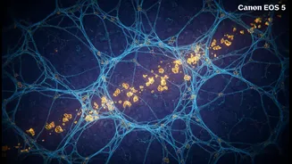 How newly discovered skeleton structures inside brain cells interact with Alzheimer's plaques