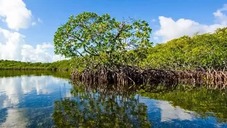 How Advanced Satellite Analytics Quantify Mangrove Coastal Erosion Defense In Sundarbans