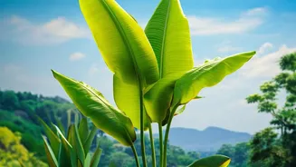 Why Some Balcony Plants Need Less Water During Monsoon