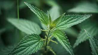 Bichu Buti Power: Unlock Incredible Hair Growth with Nettle Leaf