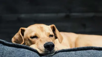 How Adjusting Indoor Light Levels After Sunset Boosts Deep Sleep For Shift Workers