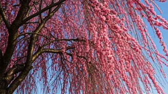 Experiencing Japan: Seasons of Beauty