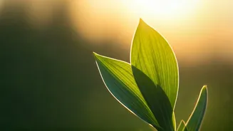 Showcase Your Progress Completing Daily Morning 5 Min Breathing