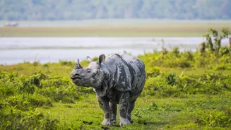 Kaziranga Is India's Best Winter Safari Spot