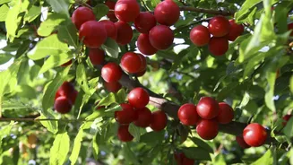 Myrobalan plums can add serious spin to your dishes