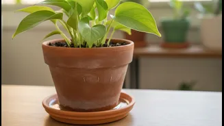 Plant Parents Need Mosquito-Safe Pot Habits