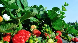 Understanding Indian Strawberry Breeding Through An MPKV-BARC Climate-Resilience Programme