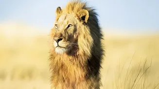 What The Return Of 17 Asiatic Lions Means For Gujarat's Barda Sanctuary