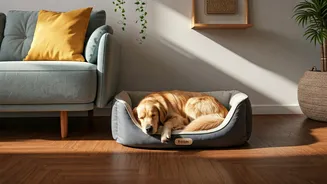 Indian Homes Are Designing Around Pet Routines
