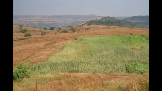 How Climate Shocks Impact India's Water and Vegetation