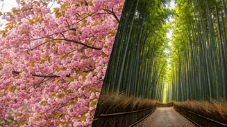 India's Spring Wanderlust: Why Japan & South Korea Bloom in 2026 Travel Plans