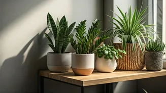 Small Homes Can Dream Beyond Money Plants