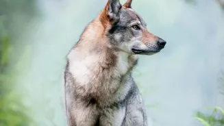 Travellers Seek Ethical Wolf Encounters as Populations Expand