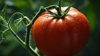 Your Ultimate Guide to Growing Delicious Homegrown Tomatoes: Tips & Tricks