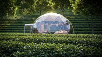 Tea Field Glamping Geodesic Domes Command Highest Social Media Hits