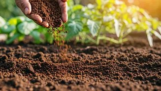 Boost Your Garden: Coffee Ground Magic!
