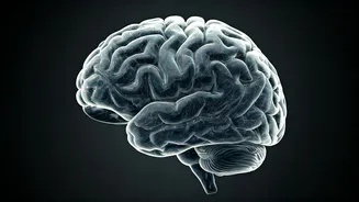 Unlocking Brain Power: When Does Your Mind Peak?