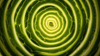 Magnesium Deficiency: Symptoms and Solutions