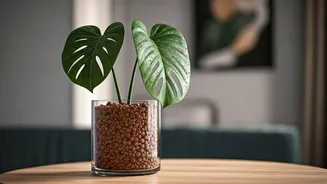 Plant Parents Can Finally Skip The Mud Mess