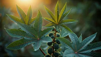 Unlock Speedy Hair Growth for Kids: 5 Summer Oil Blends with Castor Oil