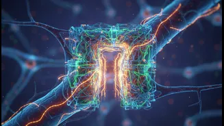How newly discovered skeleton structures repair damaged pathways inside aging brain cells
