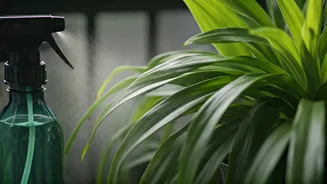 Neem Oil Sprays Secure Balcony Foliage Against Humid Weather