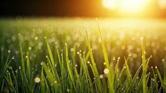 Morning Barefoot Lawn Walks Are The Ultimate Mental Wellness Hack