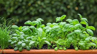 Rainy Weather Makes Home Gardening Less Intimidating