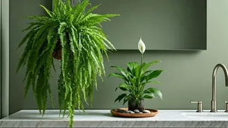 Grow These Plants In Your Humid Bathroom