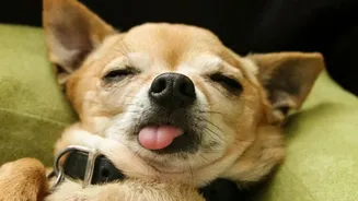 Sound Therapy For Pets: A Modern Approach To Solving Monsoon Thunderstorm Stress