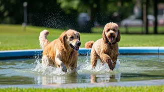 Furry Friends Chill Out At Dedicated Neighborhood Splash Meetings