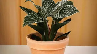 Scientists Say Houseplants Are Helpful, But Not A Complete Air Quality Solution
