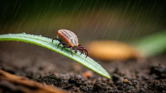 Ticks And Dampness Are A Bad Pet Combo