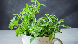 Balcony Herb Gardening During Rains: Grow Healthy Basil, Mint, And Lemongrass