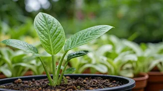 Monsoon Proofing Tips: Keep Plants Safe From Rot