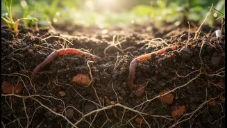 Soil Health Is The Farming Story To Save