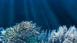 The Pacific Ocean Is Shrinking as Tectonic Plates Consume Its Seafloor