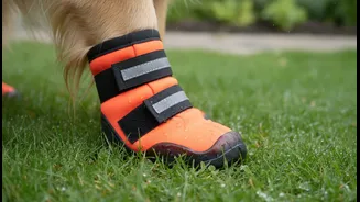 How Protective Waterproof Dog Booties Keep Paws Dry Eliminating Fungal Infection Vectors