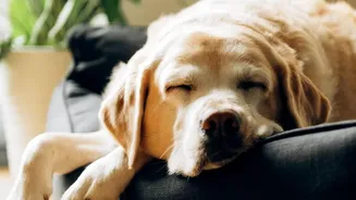 How Sound Therapy Routines Reduce Cortisol Levels In Thunderstorm-Frightened Dogs