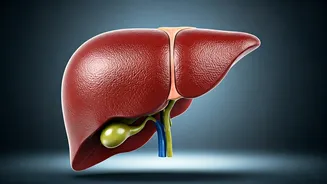 Liver Health: Understanding & Maintaining a Healthy Liver