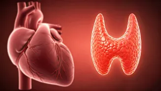 Unveiling Thyroid's Silent Impact: Risks & Prevention