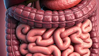 Fibremaxxing: A Gut-Friendly Guide