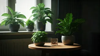 Indoor Greens Are Perfect For Gloomy Monsoon Rooms