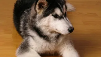 A Dry Floor Is Safer for Paws After Cleaning