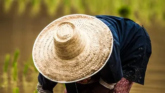El Niño And Food Security: What Indian Consumers Should Understand