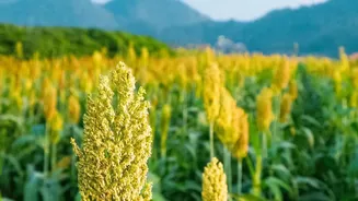 Millet Upgrade For Gut Health: Swap Polished Rice With Foxtail And Sorghum