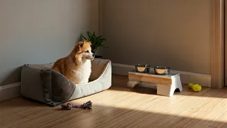 How Consistent Routines Create Safe Environments For High Needs Pets
